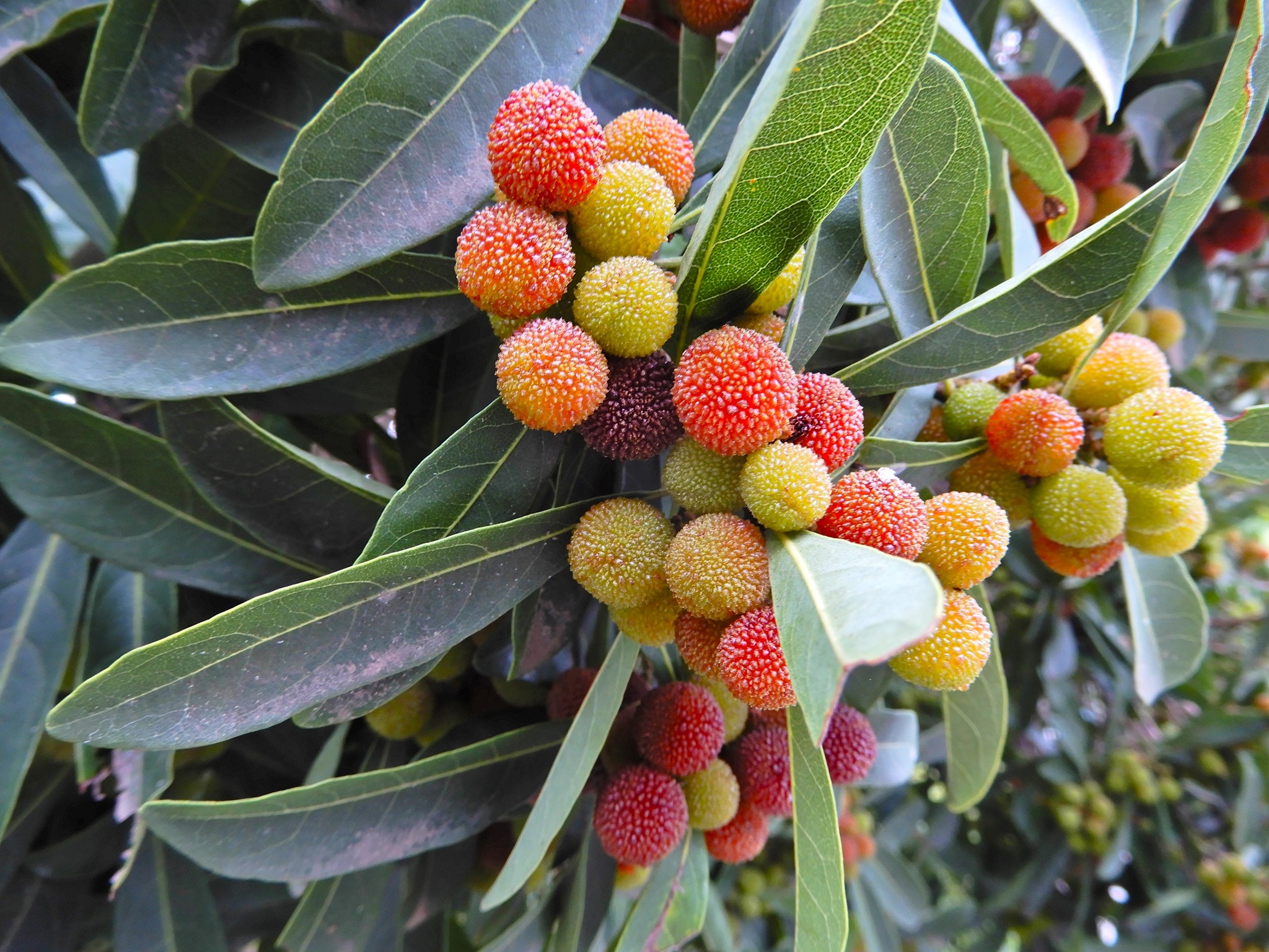 やまもも ヤマモモ メス 森口 苗 販売 苗木部 By 花ひろばオンライン